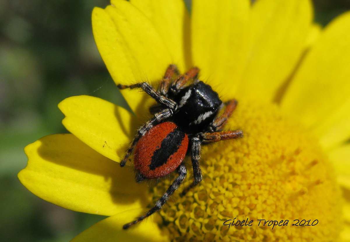 Philaeus chrysops